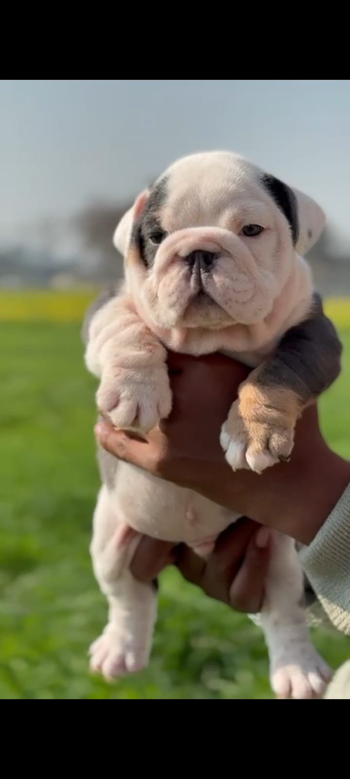Order Female English Bulldog Puppy from Hyderabad